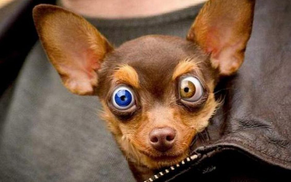 Сударь вы упорот