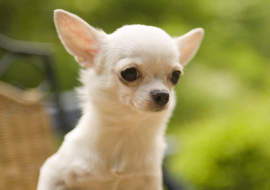 Умная чихуахуа
