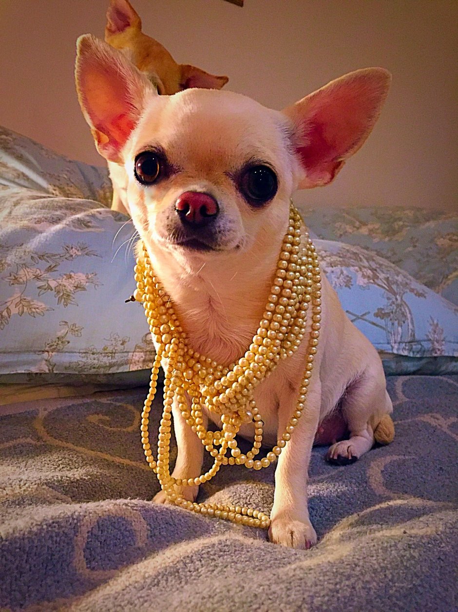 Чихуахуа гипоаллергенная