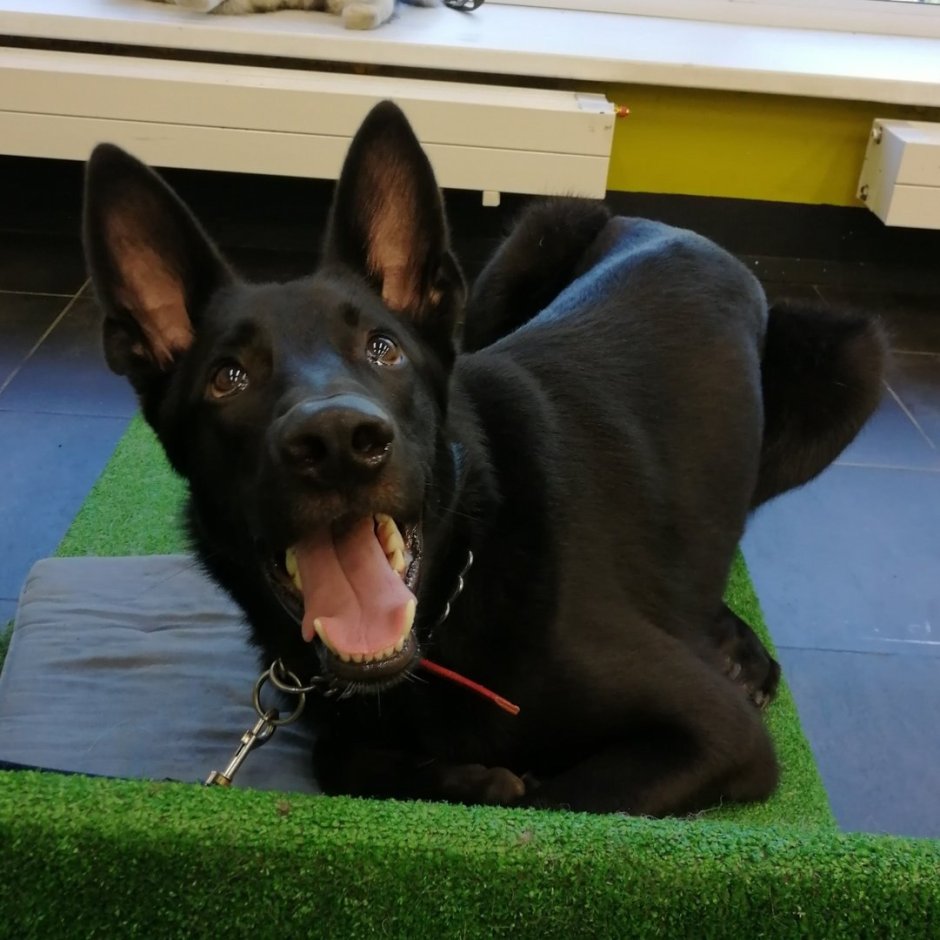 Собака трясучка порода