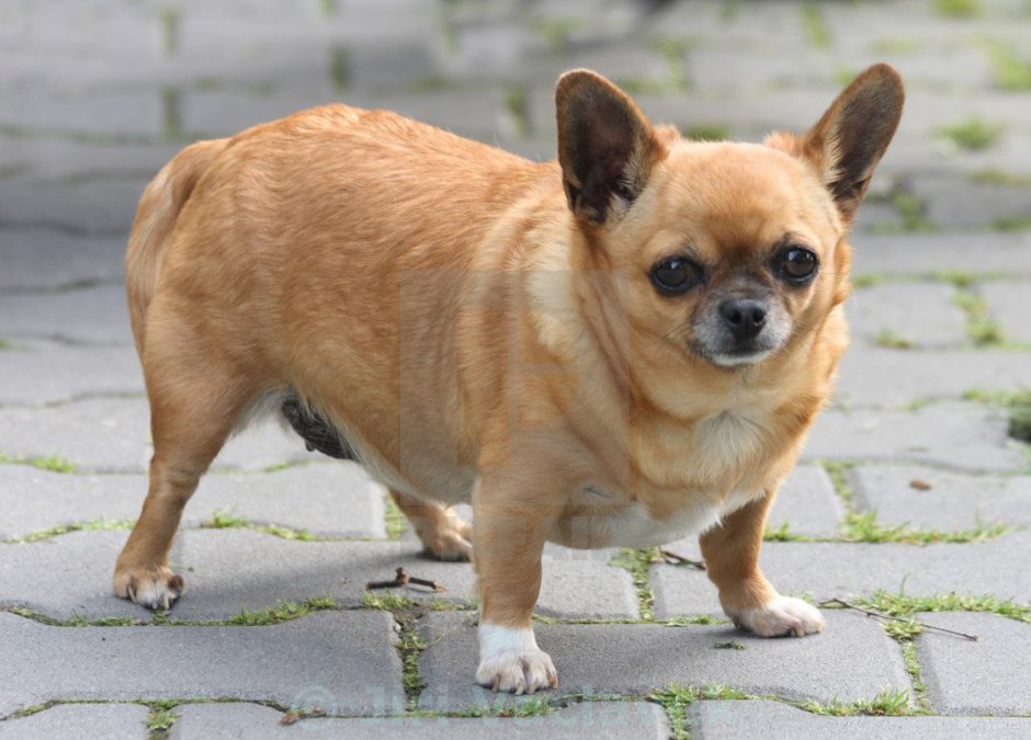 Собака чихуахуа толстая