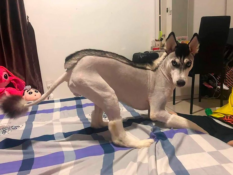 Стриженный хаски