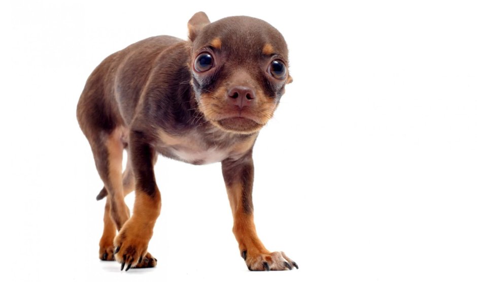 Испуганная чихуахуа