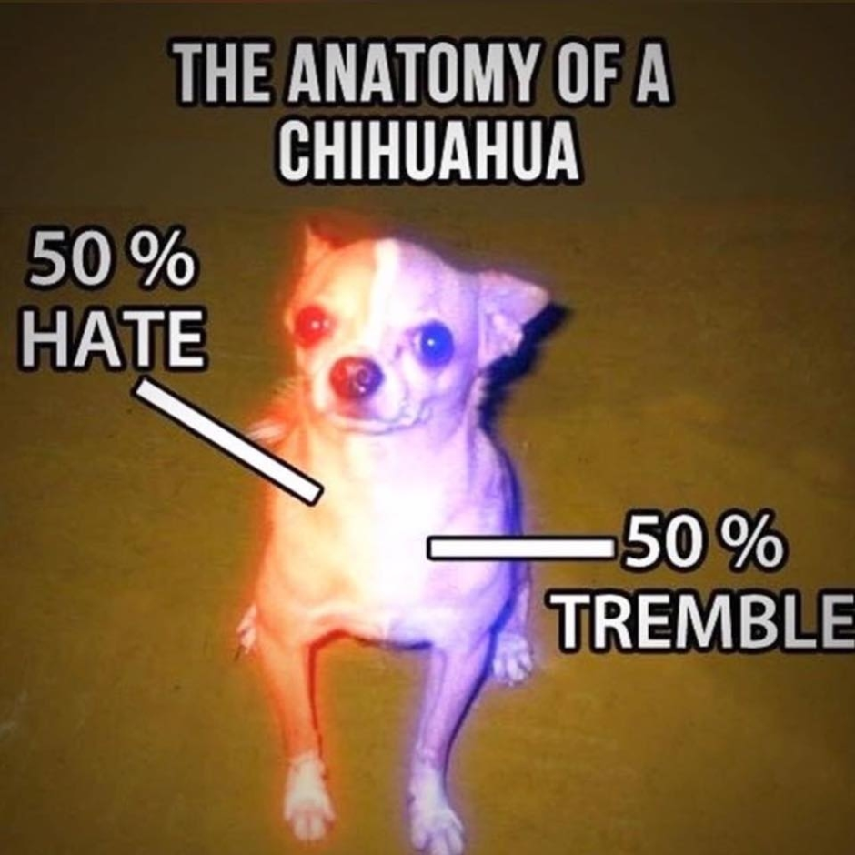 Чихуахуа 50% ненависти 50% дрожи