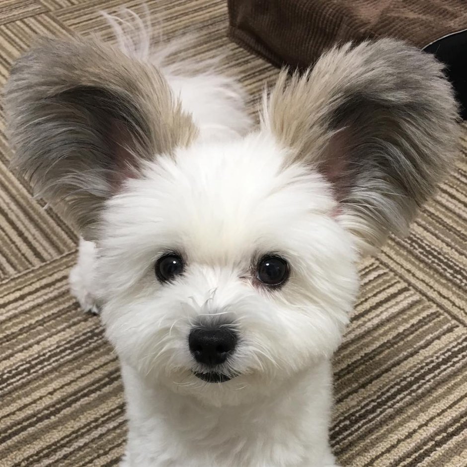 Болонка Папильон