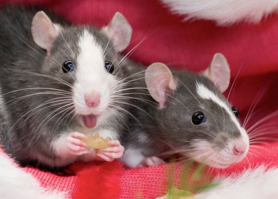 Декоративная крыса с крысятами