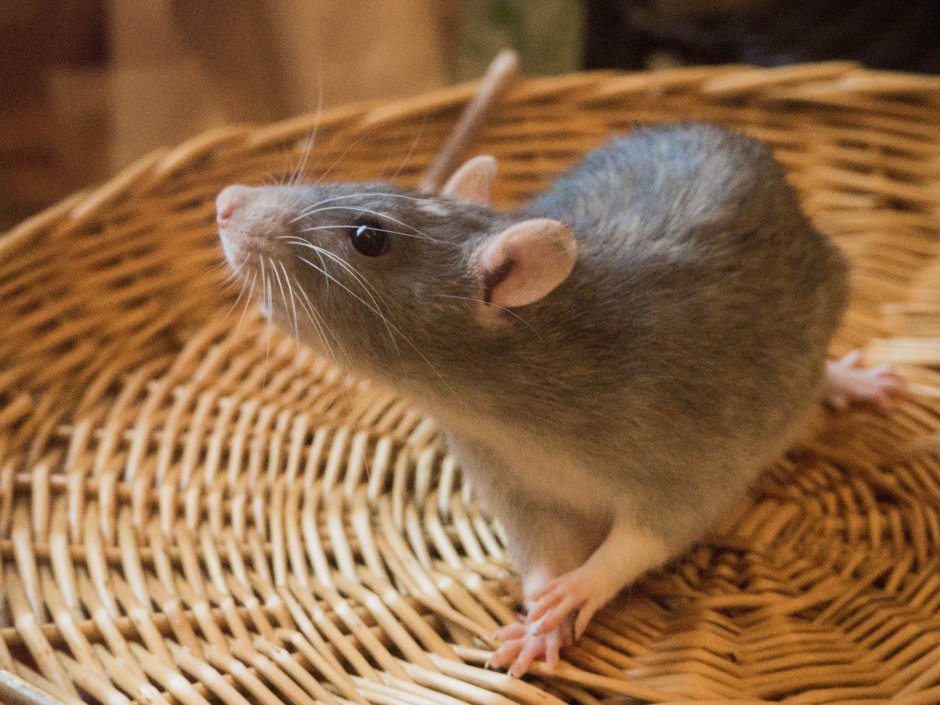 Капюшонная крыса