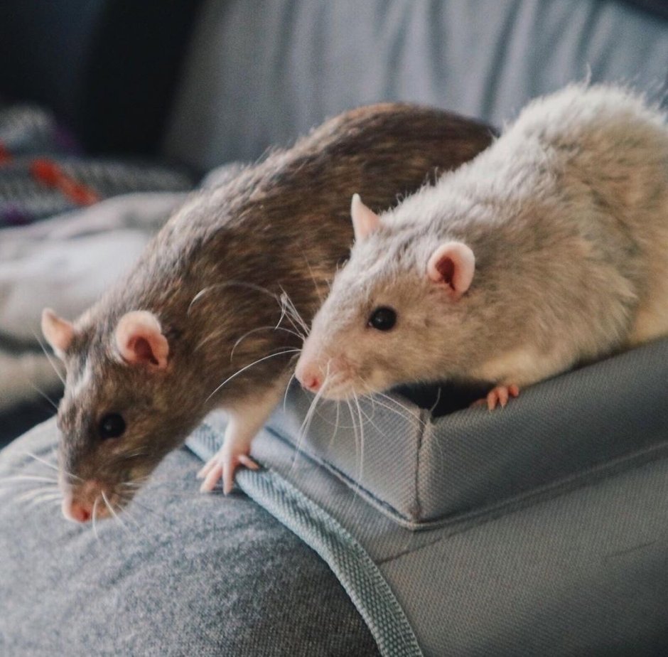Красивые декоративные крысы