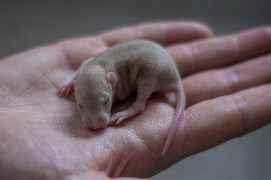 Маленькая порода крыс