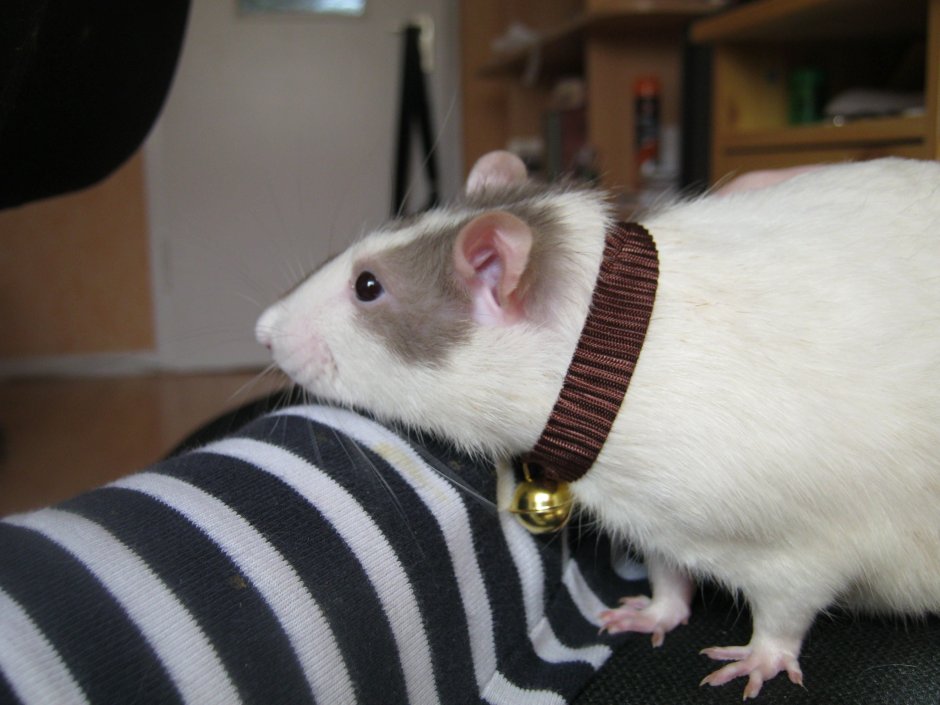 Виды домашних крыс породы с фото