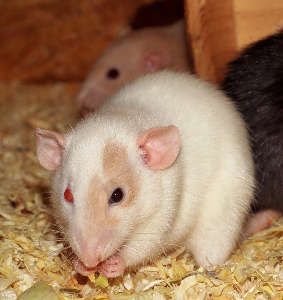 Крыса бурмиз Дамбо