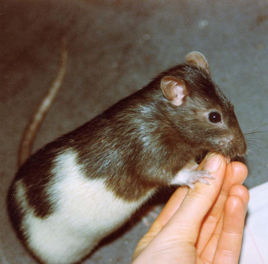 Капюшонные крысы