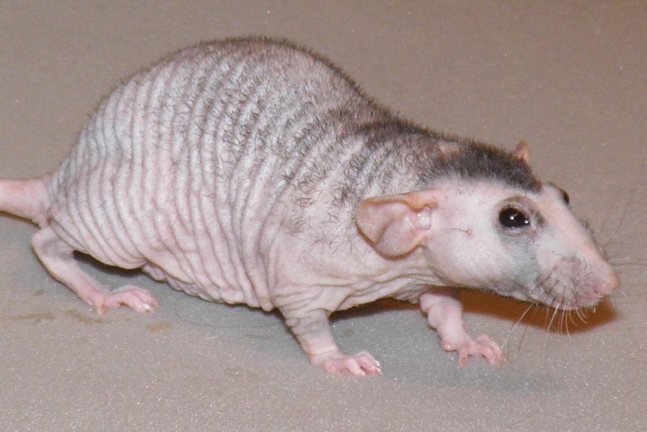 Декоративные крысы породы Пасюк