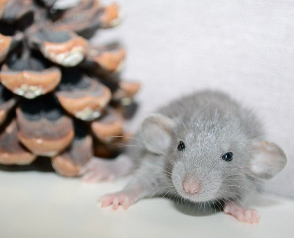 Окрасы крыс Дамбо