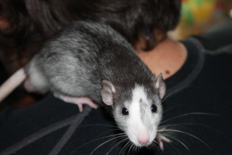 Декоративные крысы породы хаски