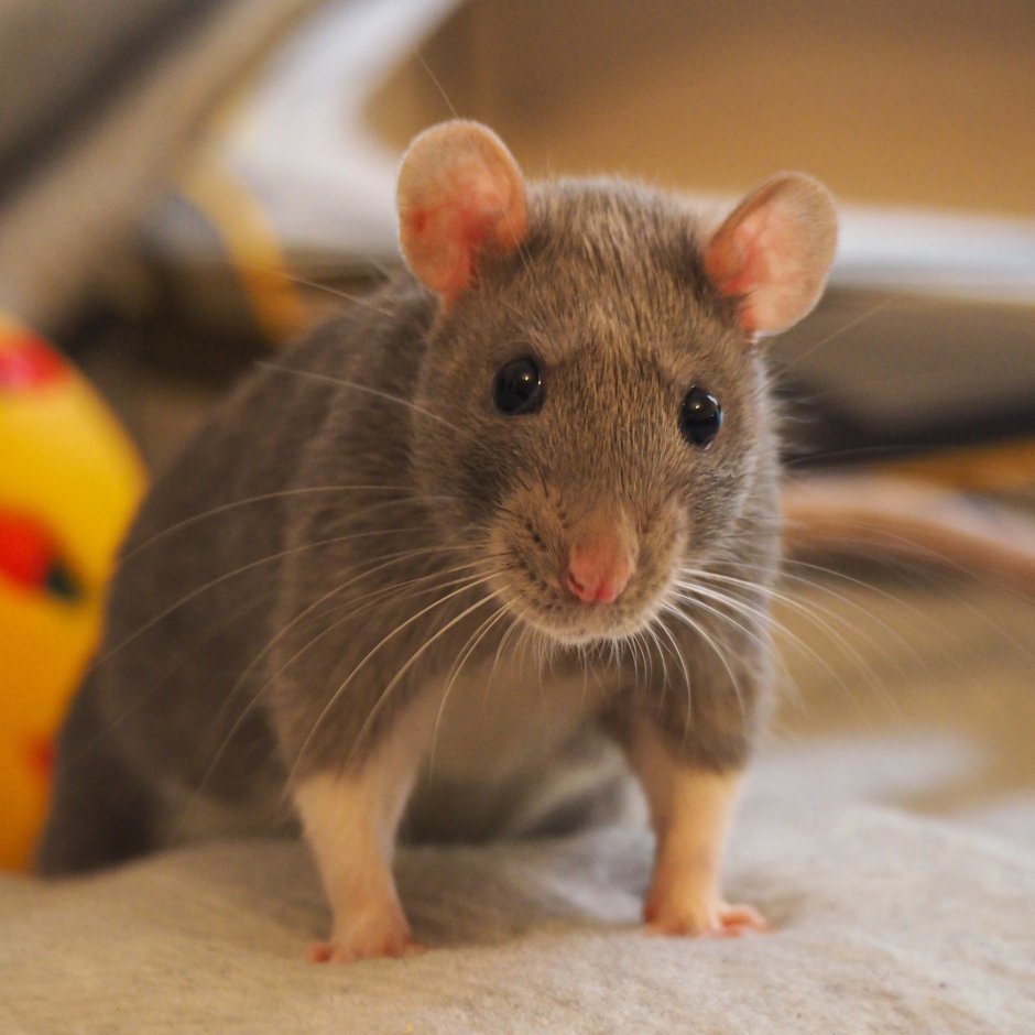 Крысы домашние