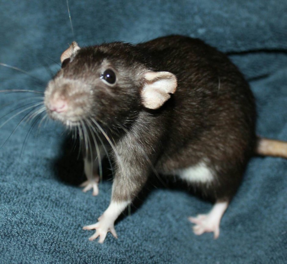 Крыса агути стандарт
