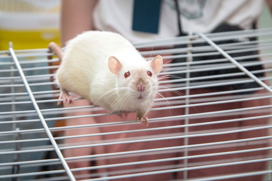 Крыса домашняя белая