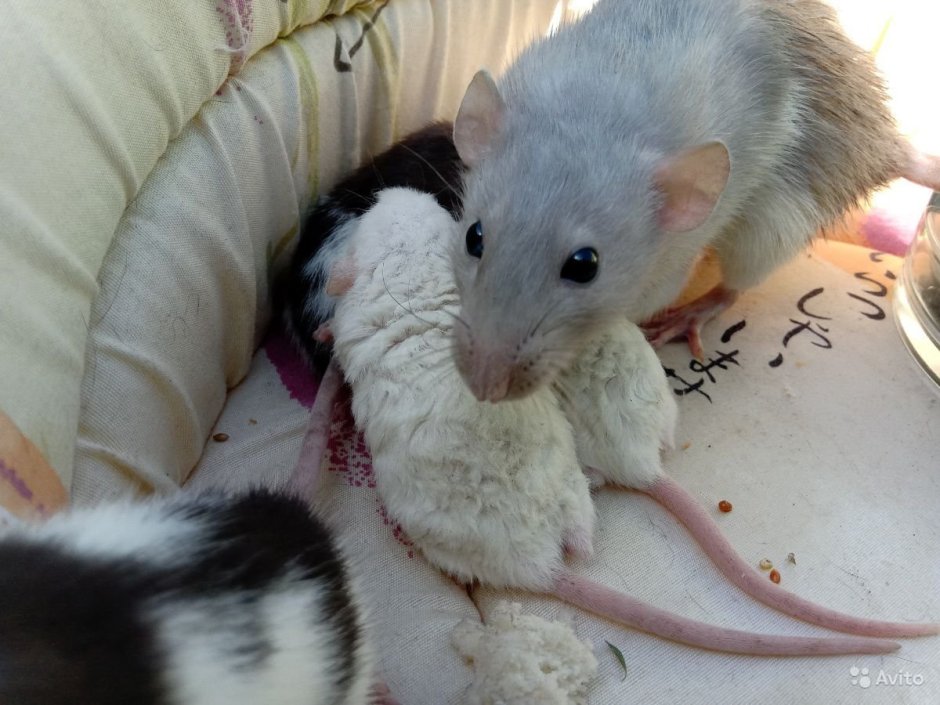 Крысята Дамбо рекс