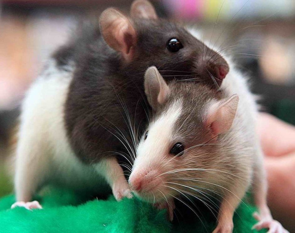 Сатиновая крыса Дамбо