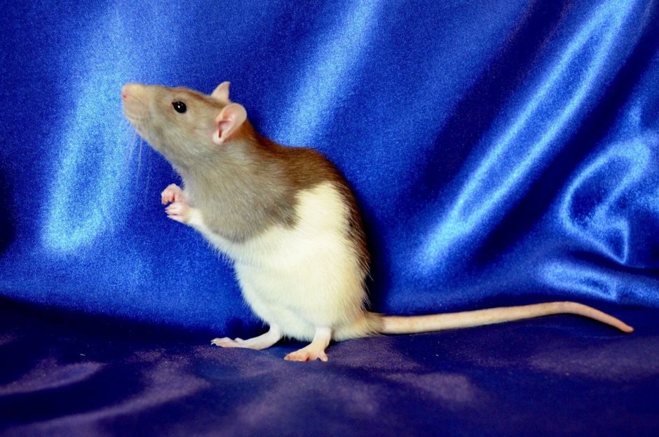 Крыса породы Дамбо