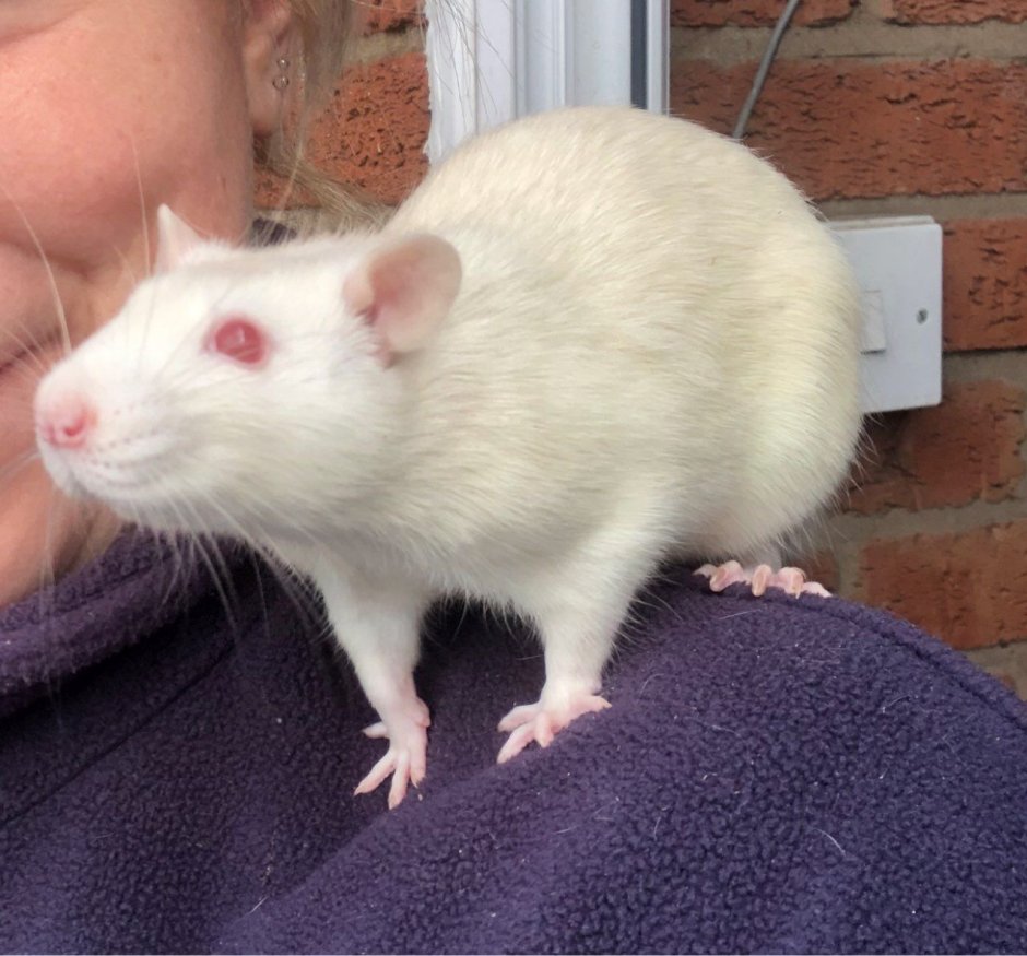 Породы крыс