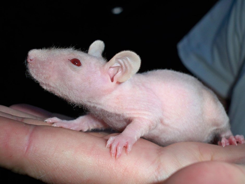 Крыса Дамбо Дабл рекс