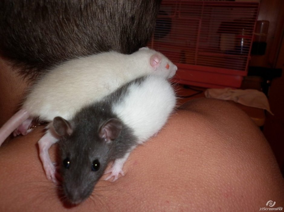 Декоративные крысы серебристые