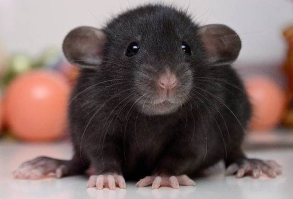 Крыса Дамбо черная