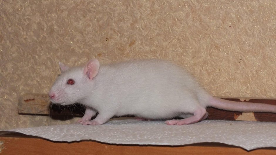 Декоративная крыса Дамбо