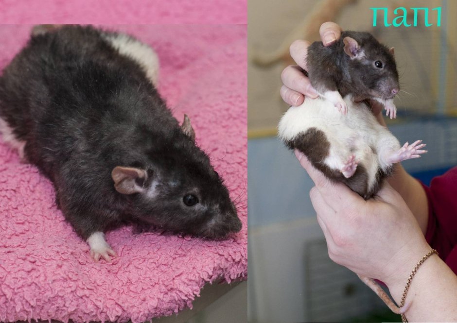 Крысы породы Дамбо рекс