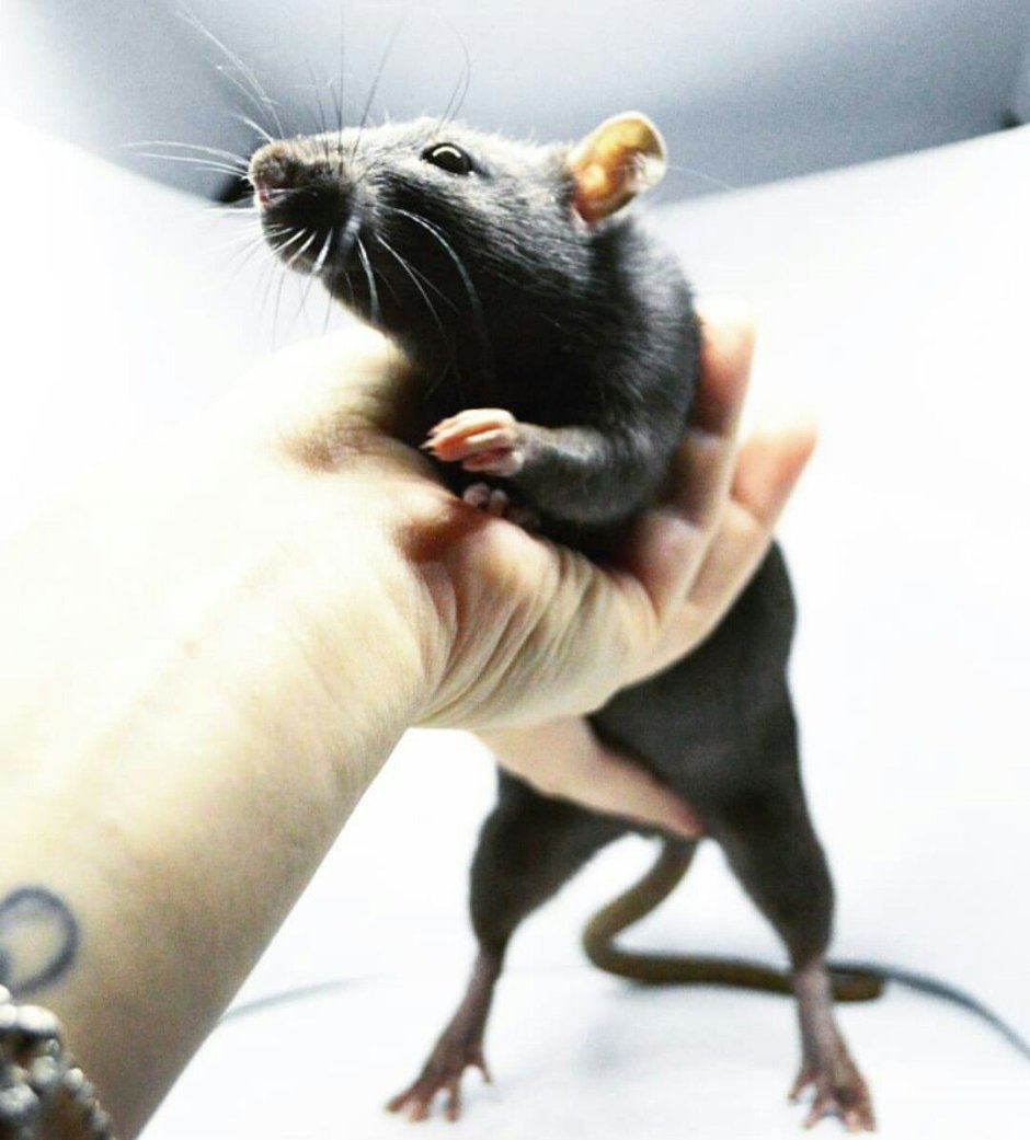 Крысы домашние черные