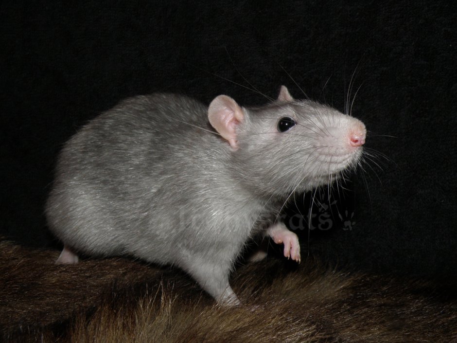 Крыса Дамбо серая взрослая
