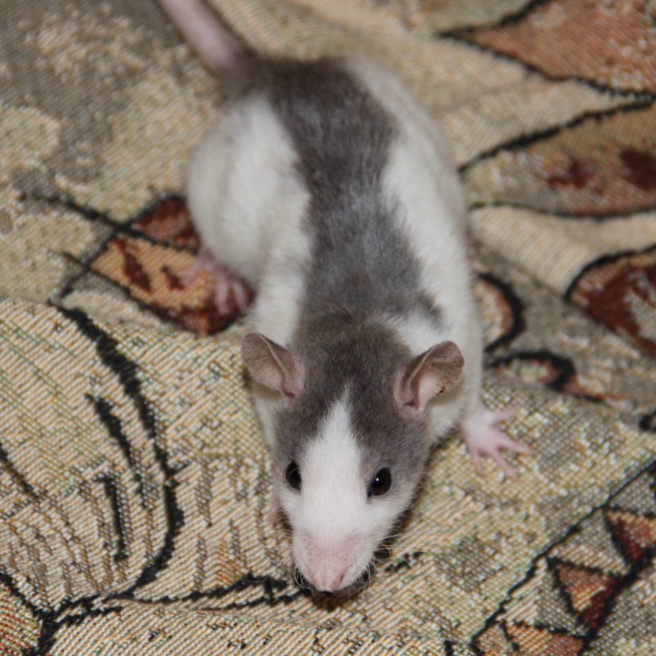 Крысята Дамбо хаски