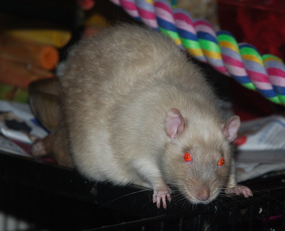Крыса рекс альбинос