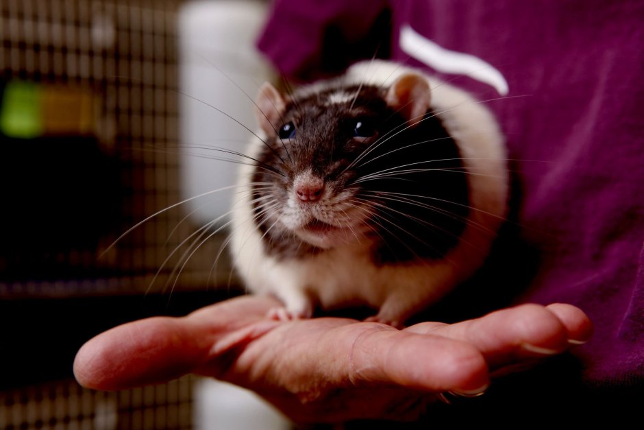 Крыса ручная домашняя