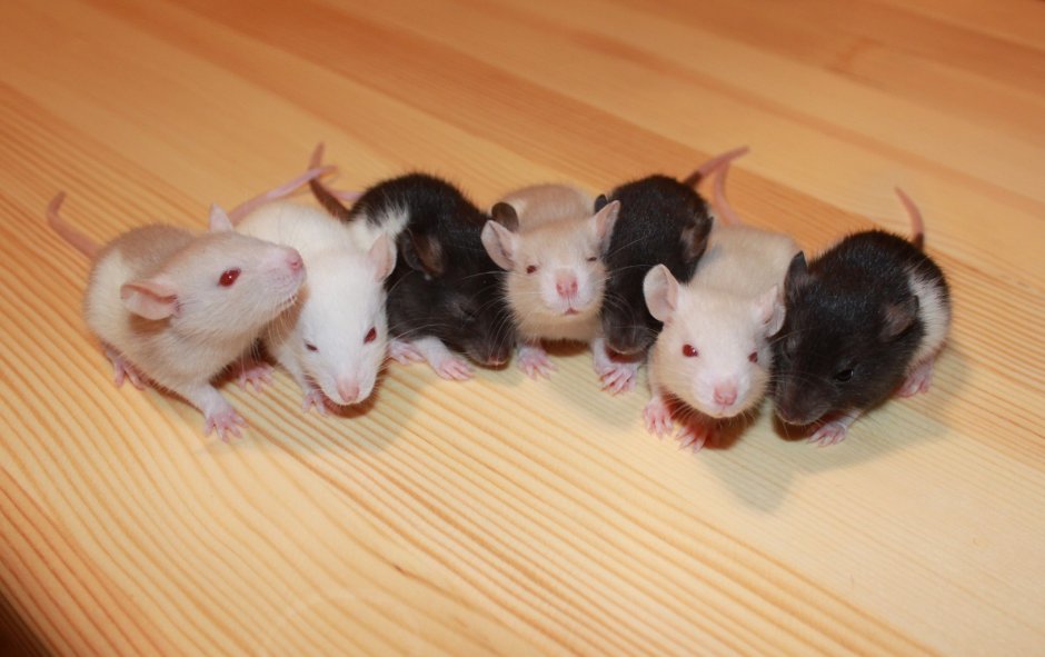 Сатиновая крыса Дамбо