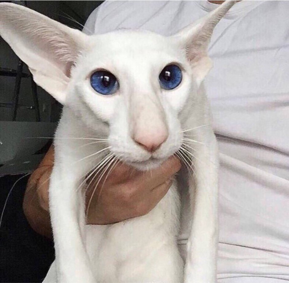 Кот грузин порода Ориентал