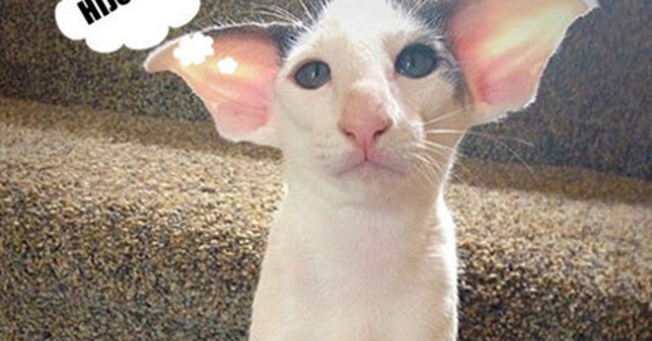 Кот Добби порода