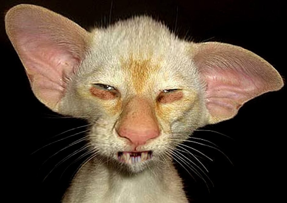 Страшные кошки с большими ушами