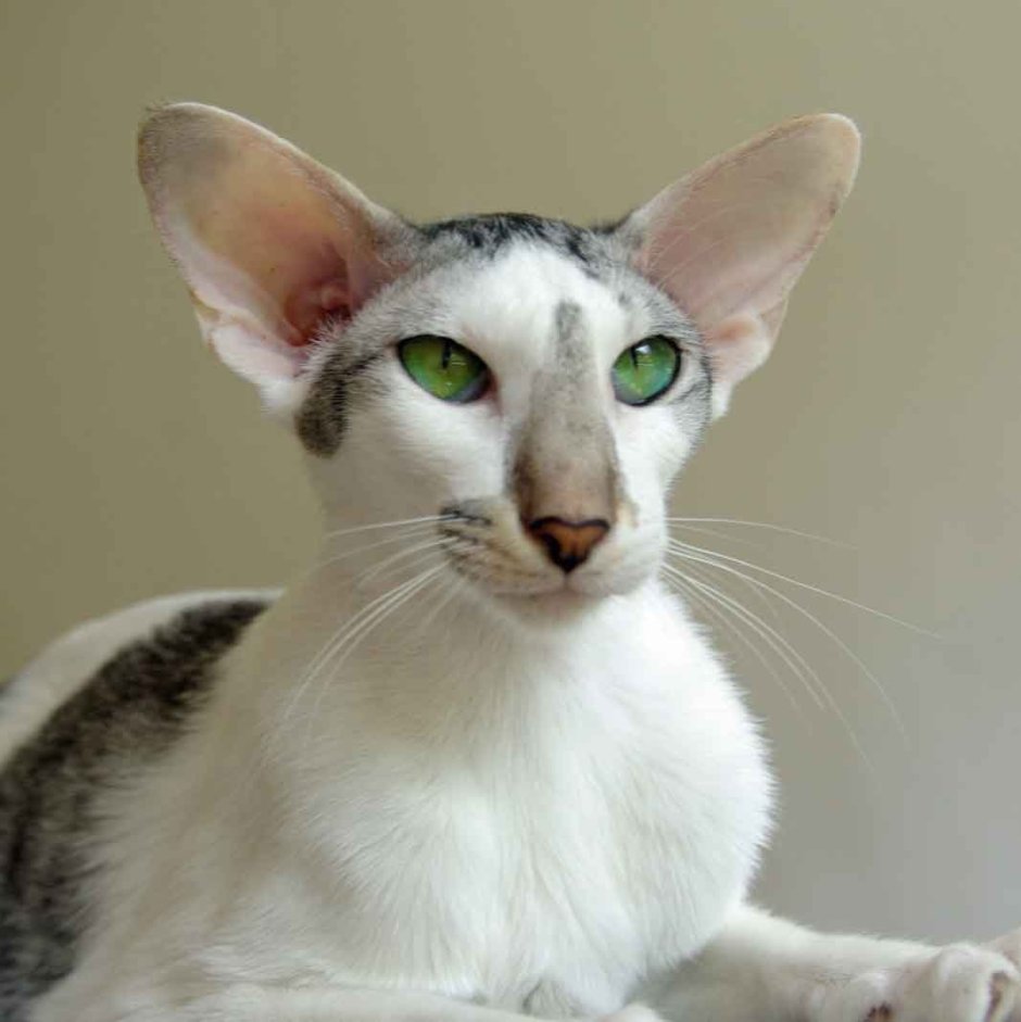 Кошка Ориентал короткошёрстная