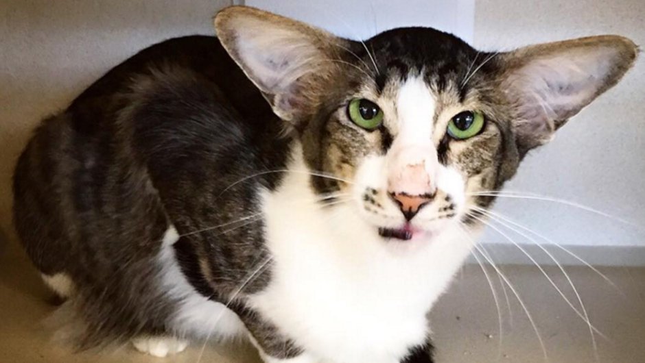 Кошки с вытянутыми мордочками