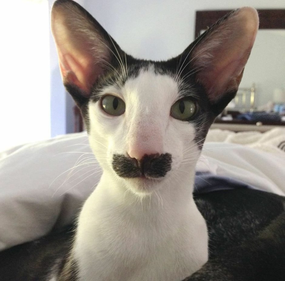 Ориентальный кот грузин