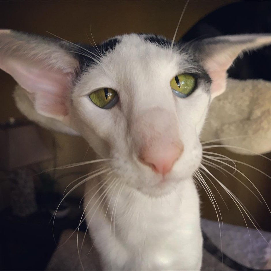 Коты ориенталы грузины