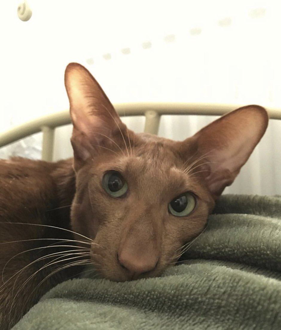 Ориентальная кошка циннамон