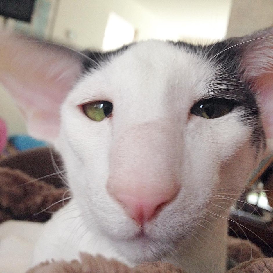 Кот грузин порода Ориентал