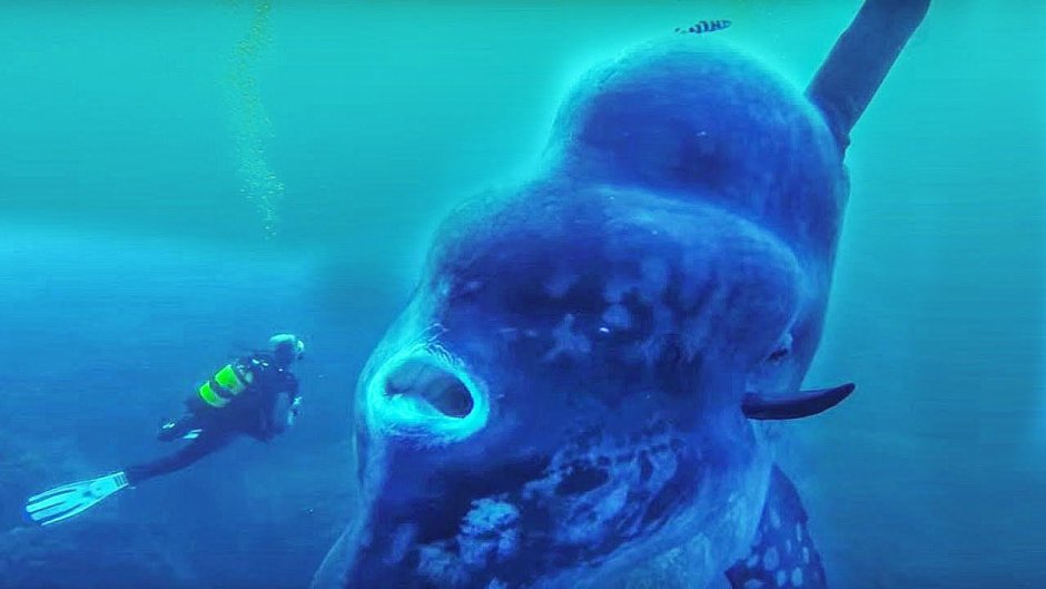 Марианская впадина Кракен