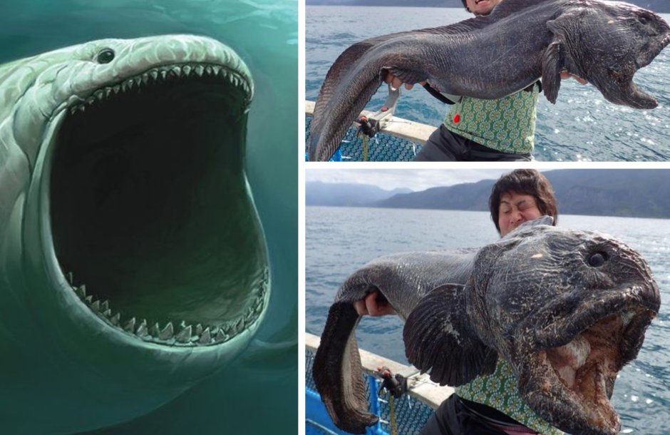 Огромные морские чудовища реальные