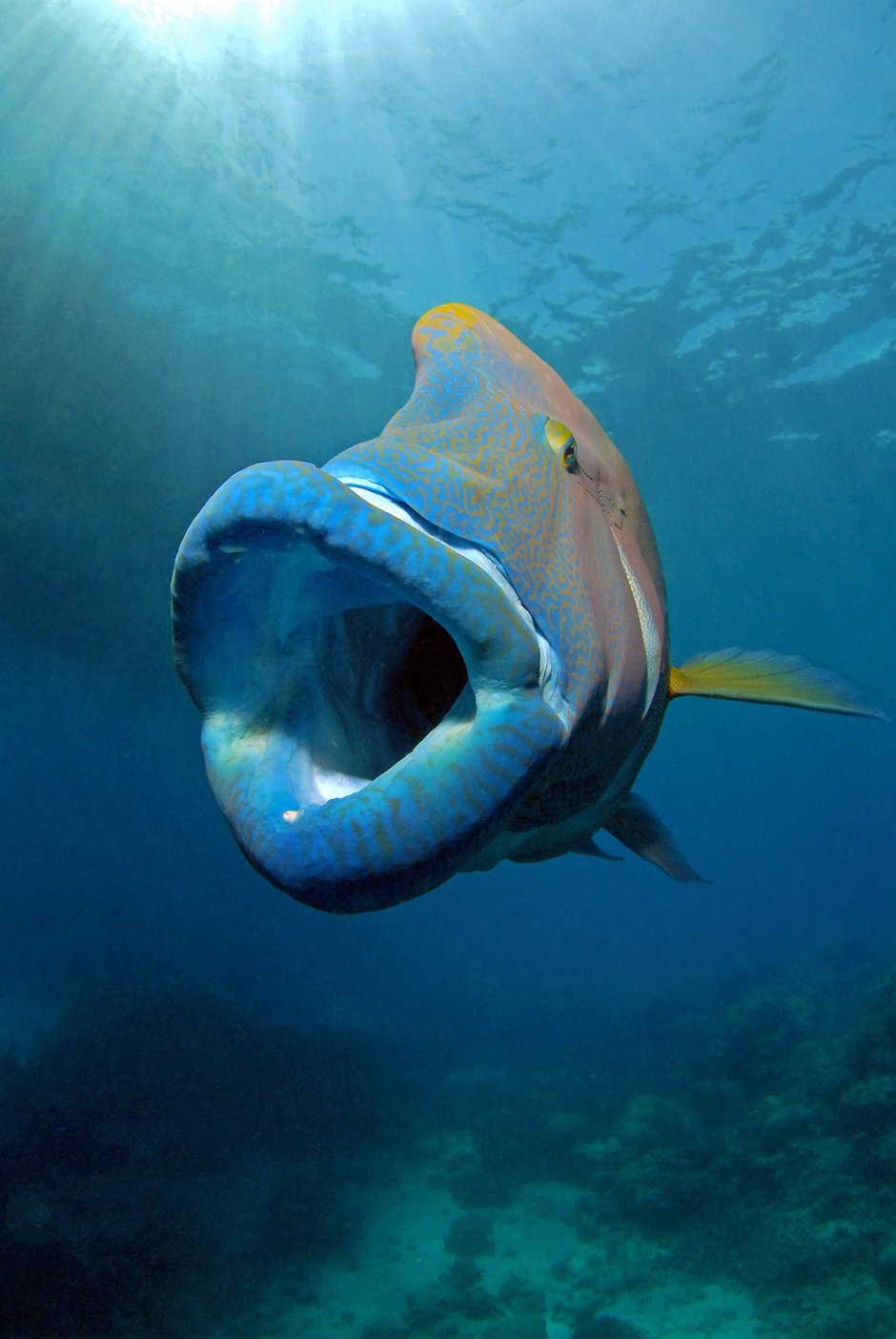 Рыба Наполеон Шарм Эль