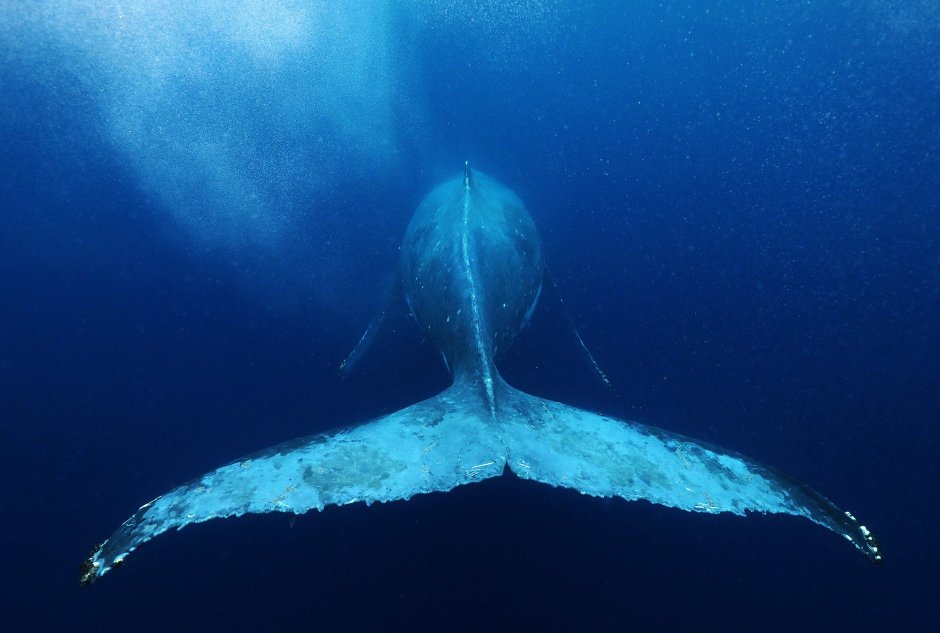 Тихий океан киты